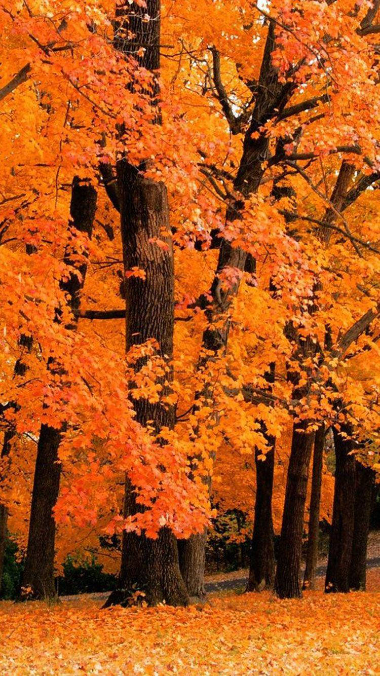 Estetisk efterår iPhone høje orange træer Wallpaper