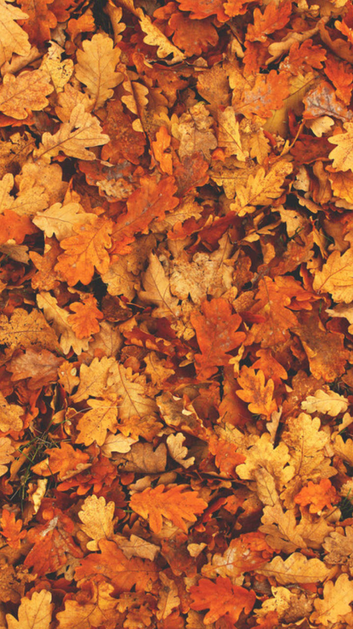Herbstästhetikfür Das Iphone: Gelb-orange Gefallene Blätter Wallpaper