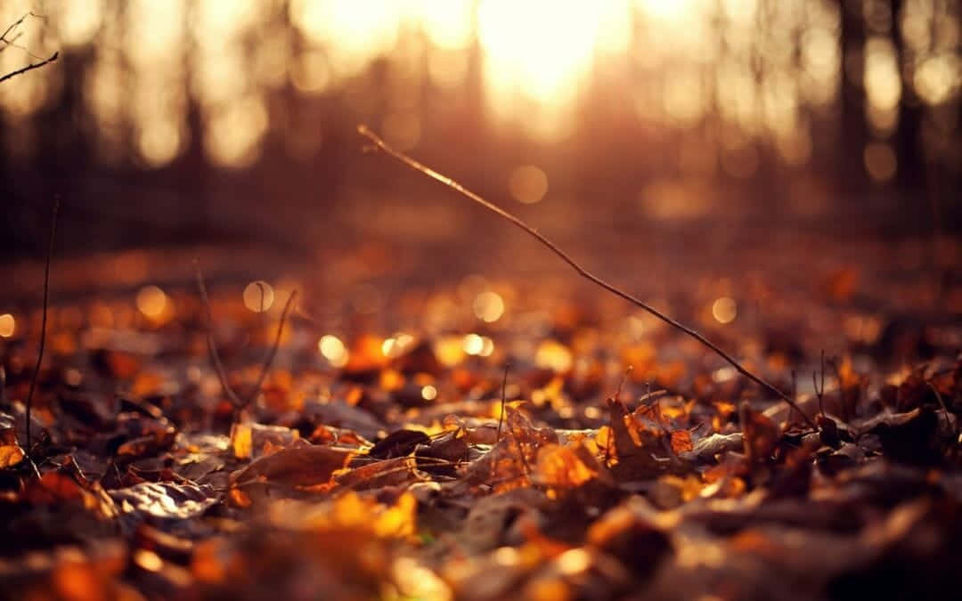 Skønheden af ​​efterår i ét æstetisk skud: den varmtonede Macbook, med levende blade og en antydning af sol i baggrunden. Wallpaper