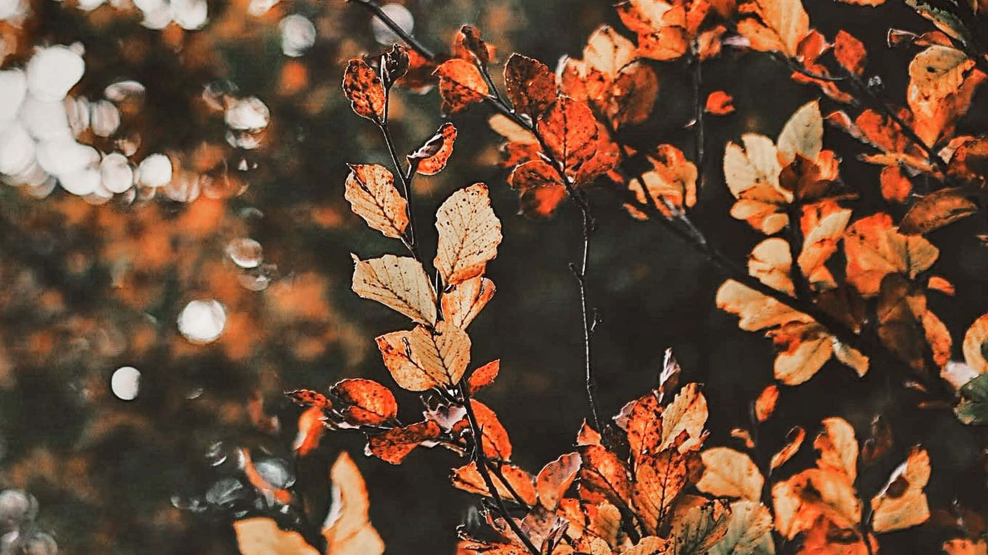 Fall Aesthetic Macbook Leaves Close-up Wallpaper