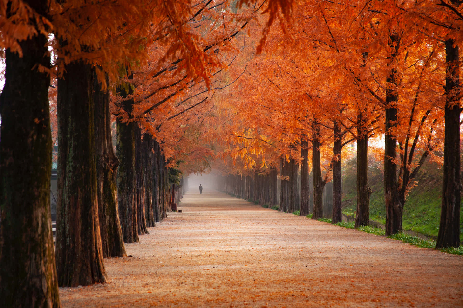 Fall Aesthetic Macbook Pathway And Trees Wallpaper