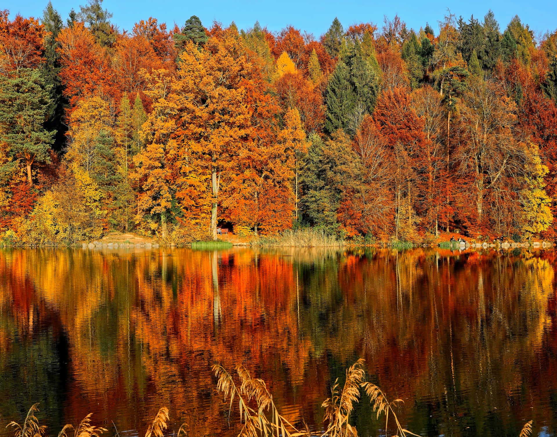 Herbstästhetischemacbook-hintergrundbilder Mit Wald Und See Wallpaper