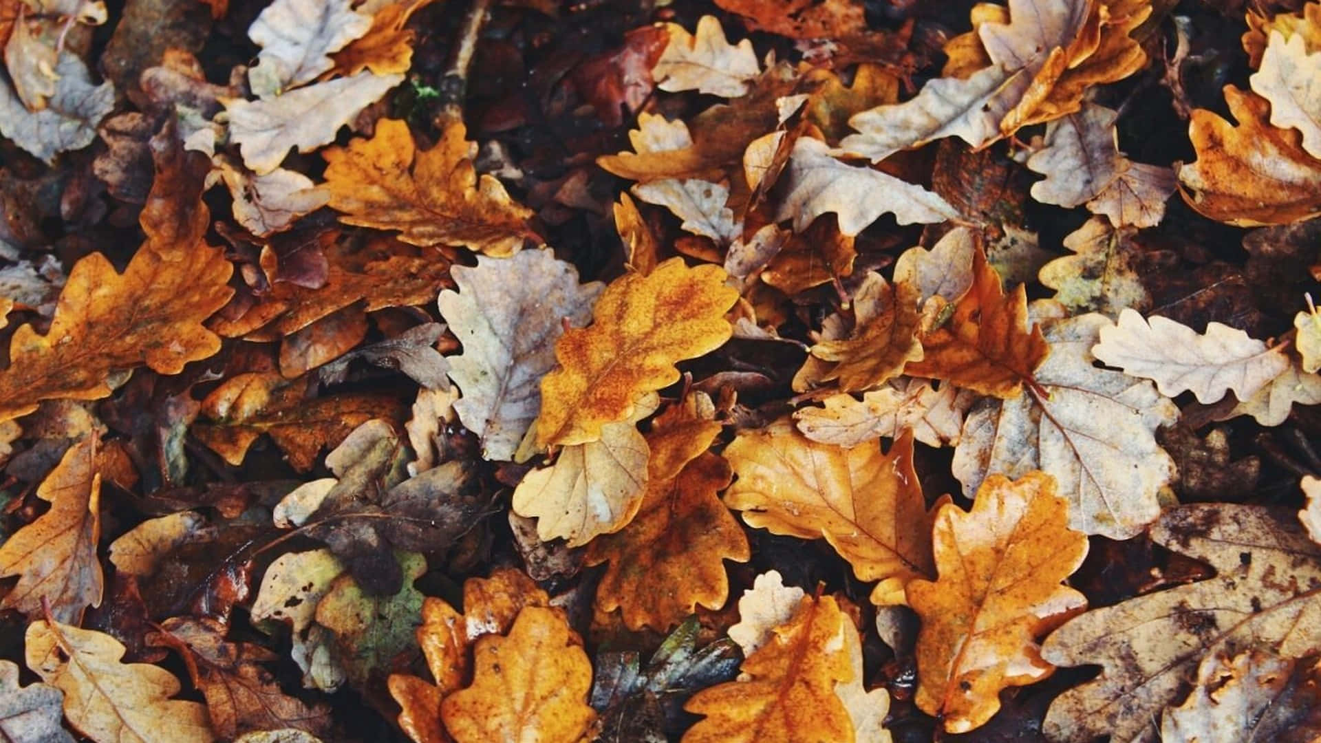 Estéticade Outono Para Macbook: Folhas De Outono. Papel de Parede