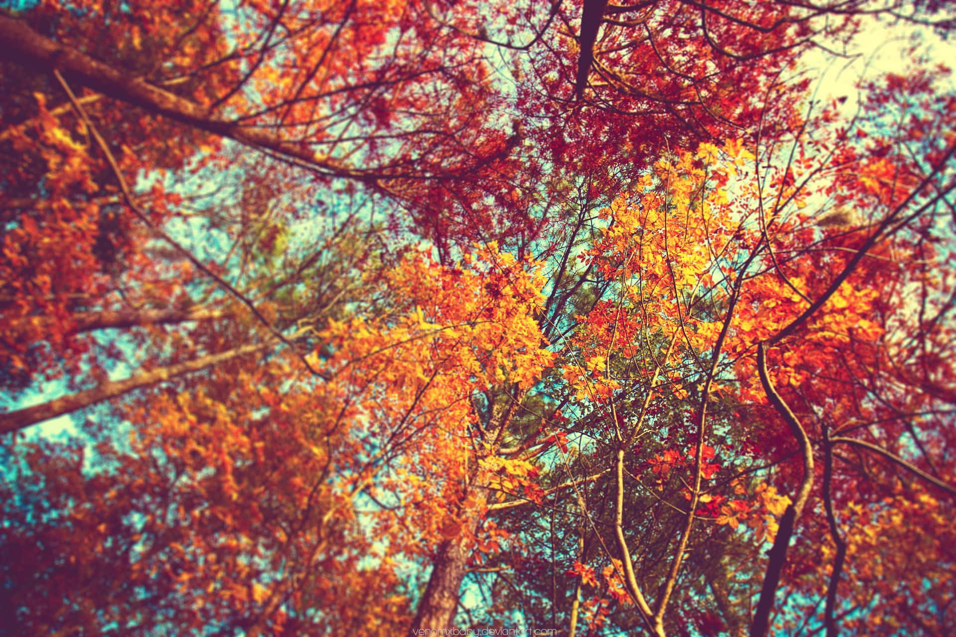 Fall Aesthetic Macbook Warm Trees Wallpaper
