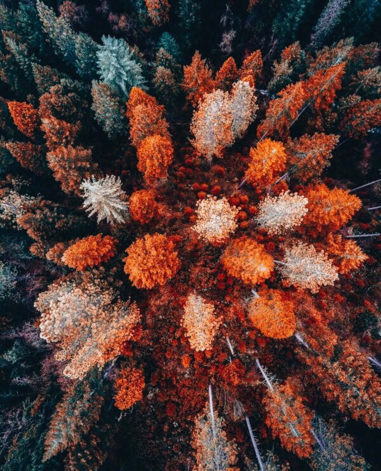 Forest Top View Fall Aesthetic Macbook Wallpaper