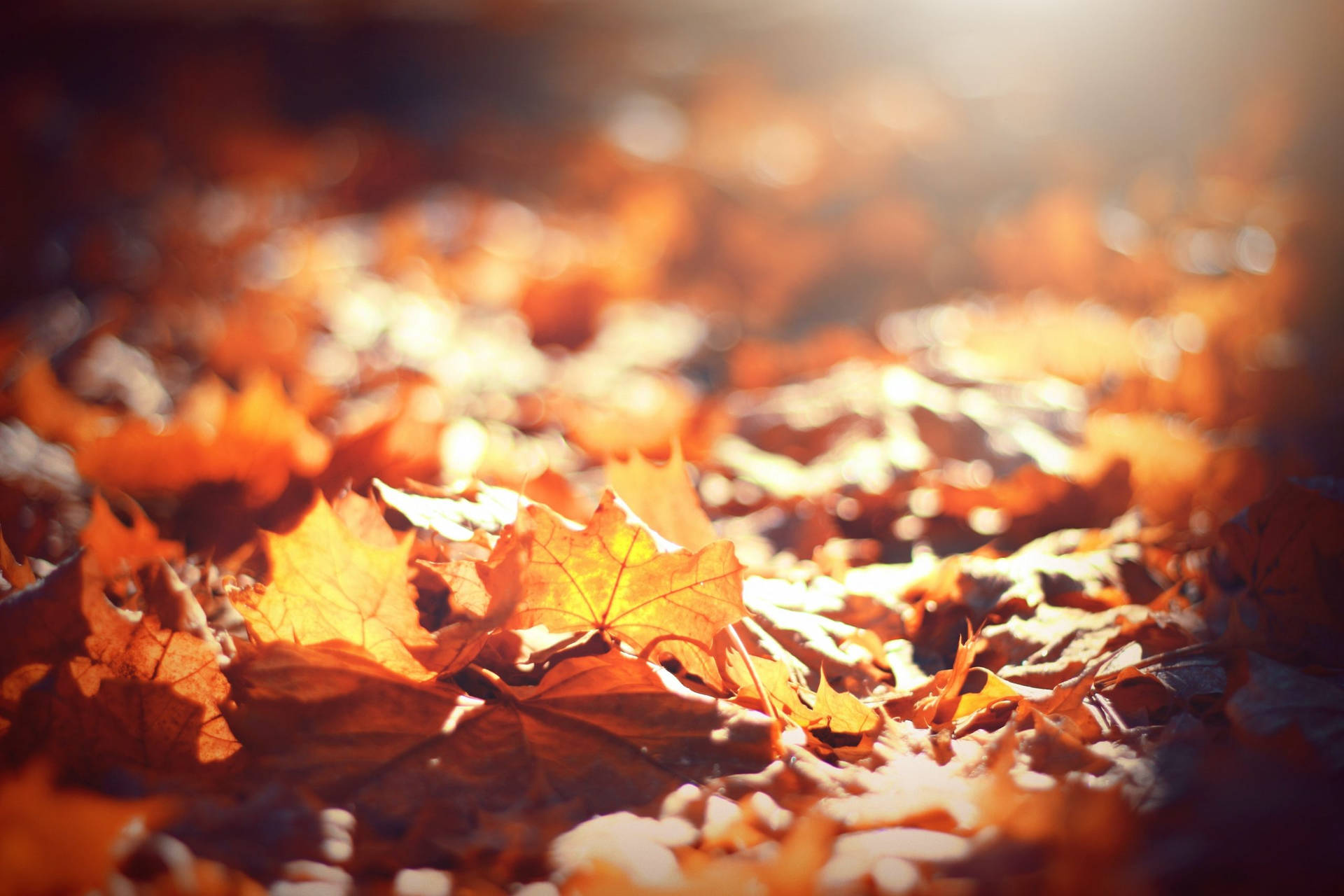 Fall Aesthetic Maple Leaves Wallpaper