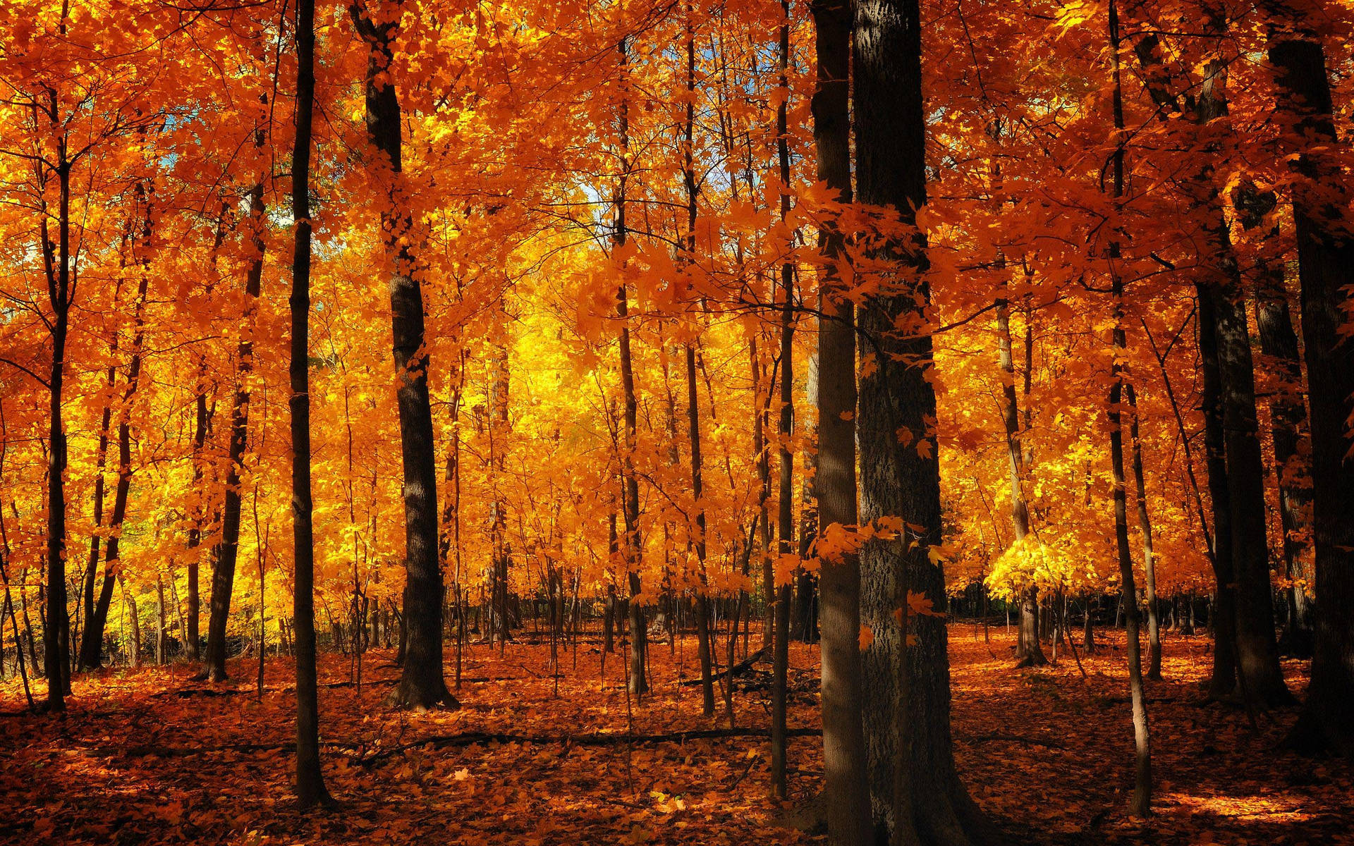 Fall Aesthetic Orange Forest Wallpaper