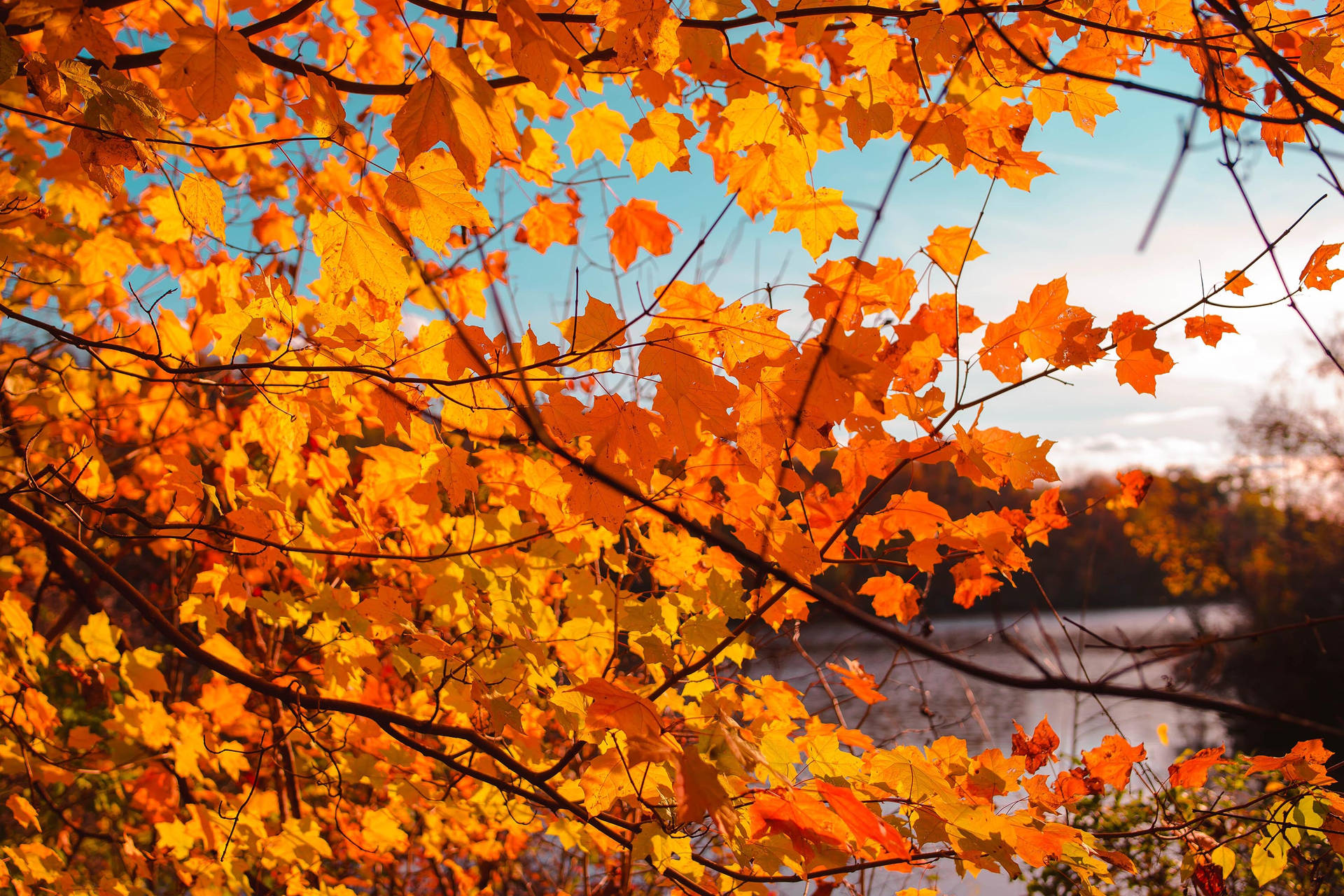 Fall Aesthetic Orange Maple Branch Wallpaper