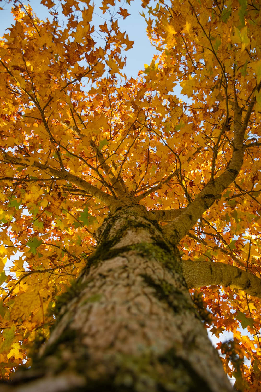 Machensie Eine Entspannende Pause, Um Die Lebendige Schönheit Der Natur Im Herbst Zu Erleben