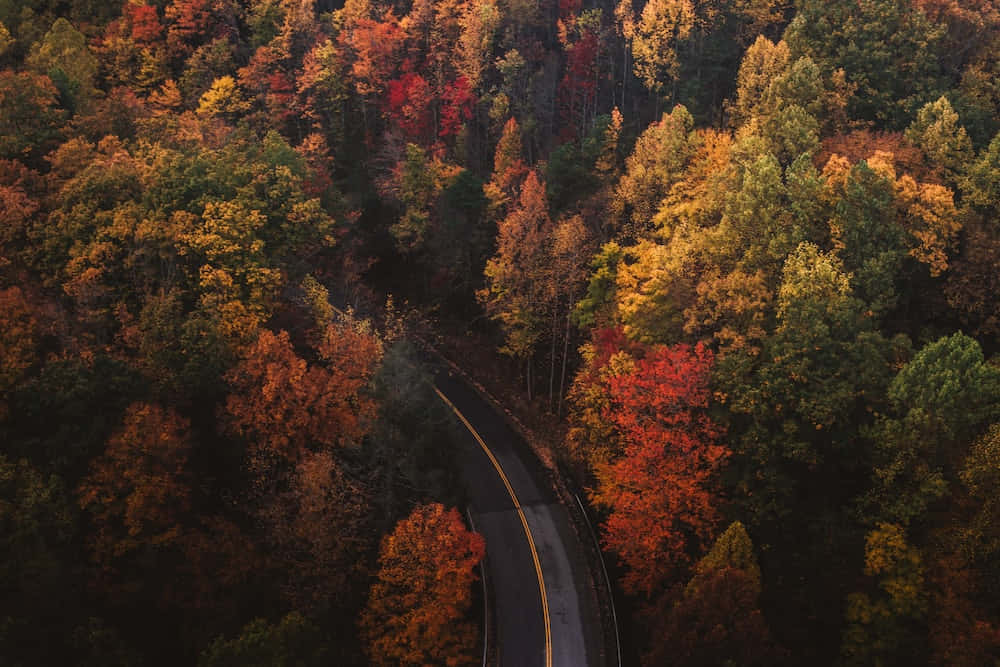 Aerial View Of A Road In The Fall