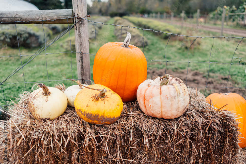 Genießedie Erntezeit Und Die Sich Verändernden Farben Des Herbstes.