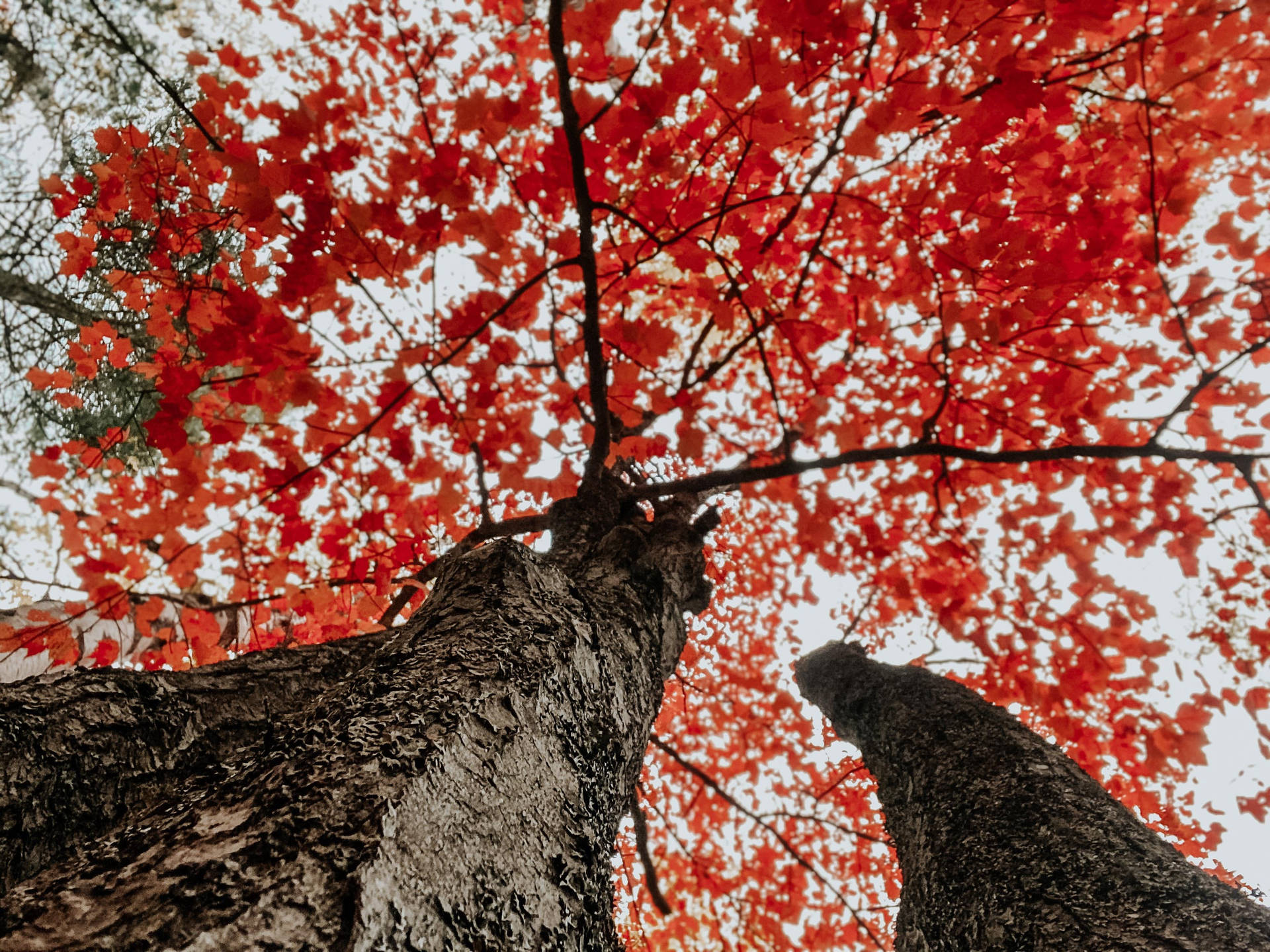 Fall Aesthetic Red Trees Wallpaper