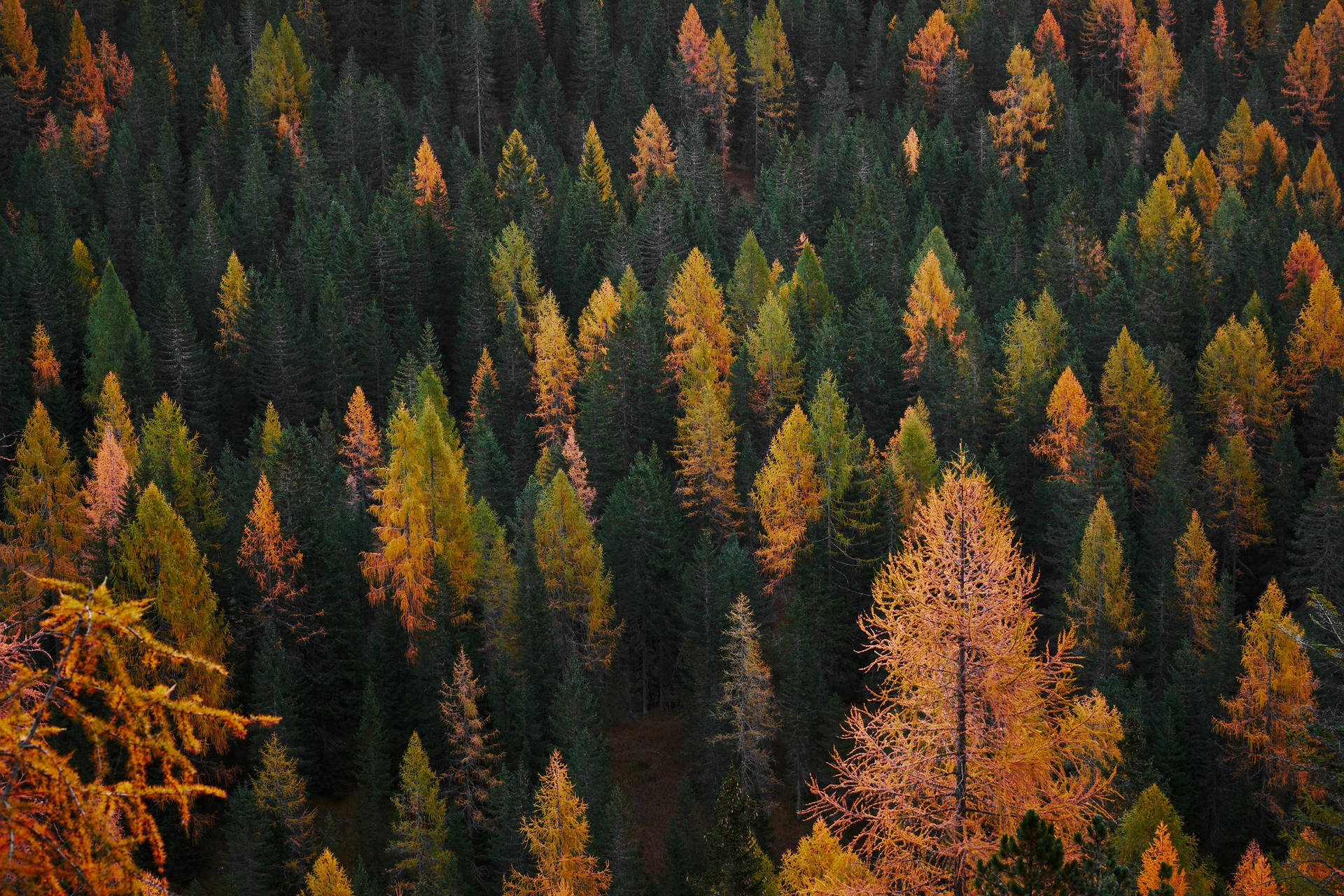 Fall Aesthetic Sorapiss Forest Wallpaper