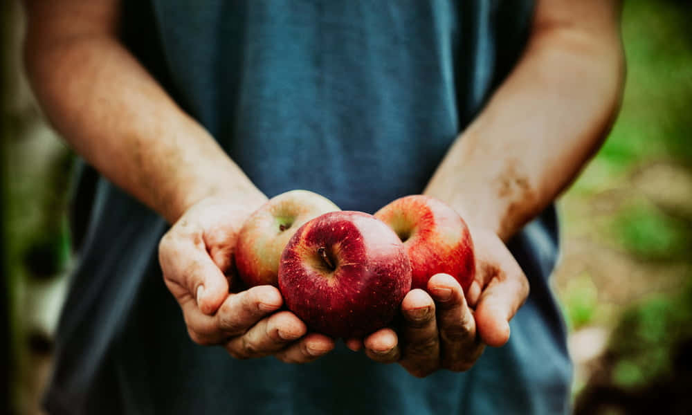 Harvest Time - Vibrant Fall Apples Wallpaper