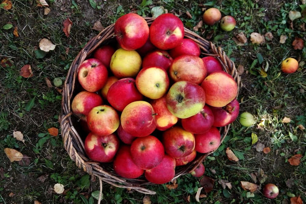 A bountiful basket of fresh apples amidst a fall foliage background Wallpaper