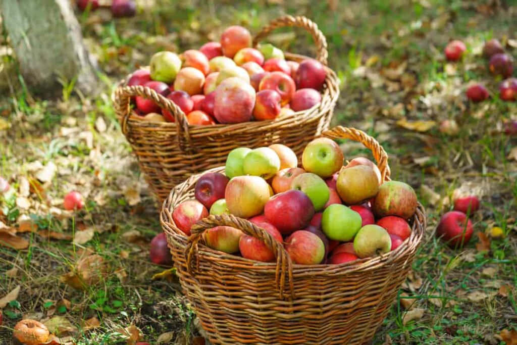 A pile of freshly picked apples surrounded by fall foliage Wallpaper