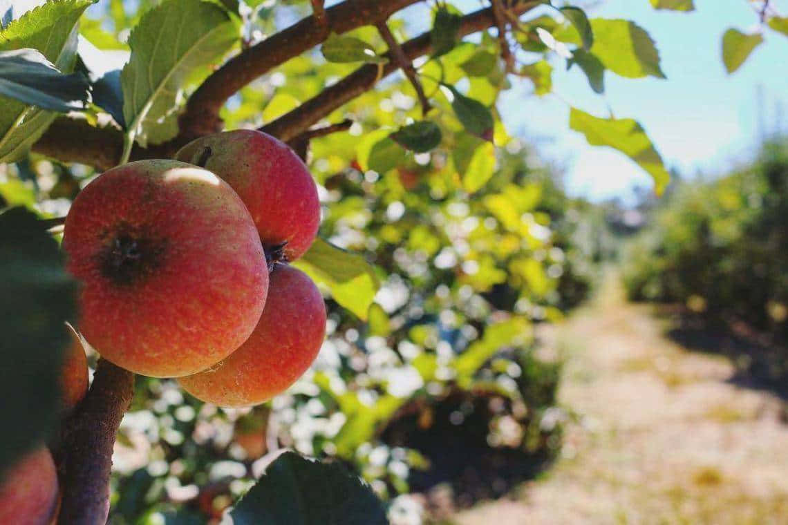 Autumn Harvest of Fresh Apples Wallpaper