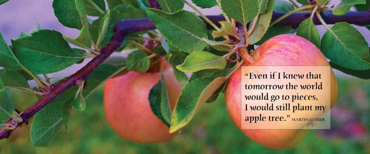 Vibrant Fall Apples Amid Nature's Splendor Wallpaper