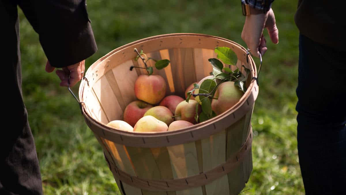 Fresh Fall Apples in an Orchard Wallpaper