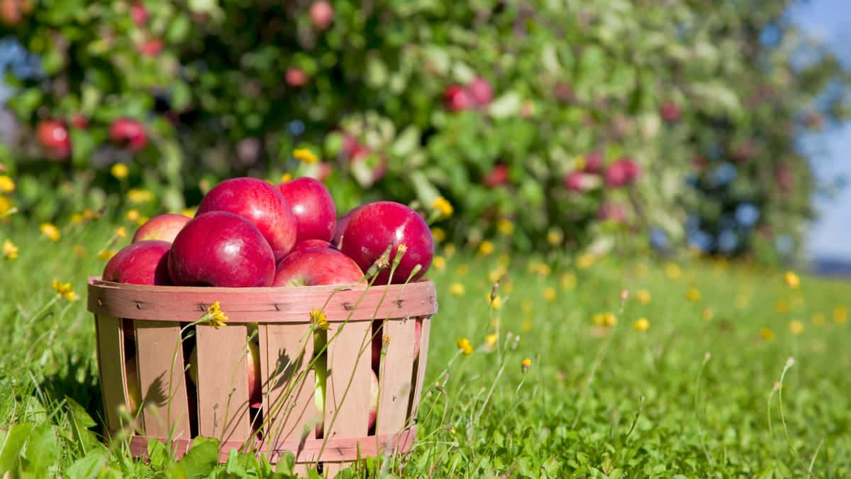Delicious Fall Apples in an Orchard Wallpaper
