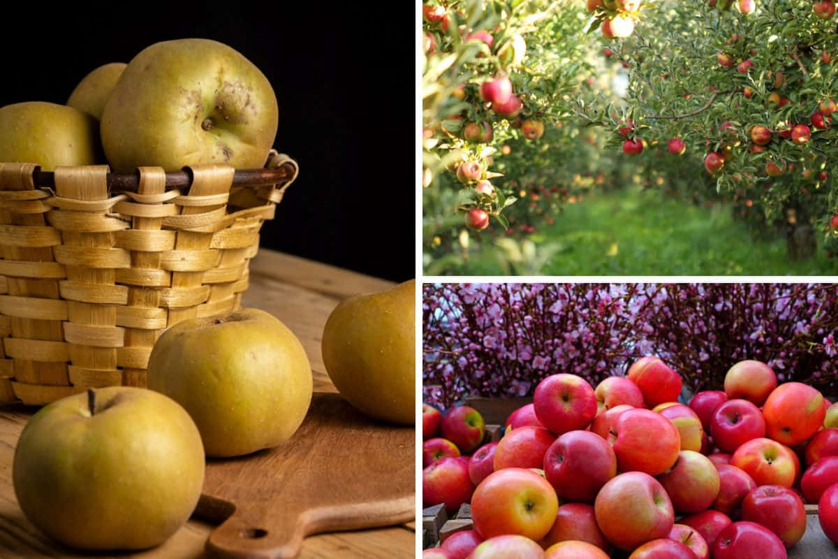 Vibrant Fall Apples on a Rustic Wooden Table Wallpaper