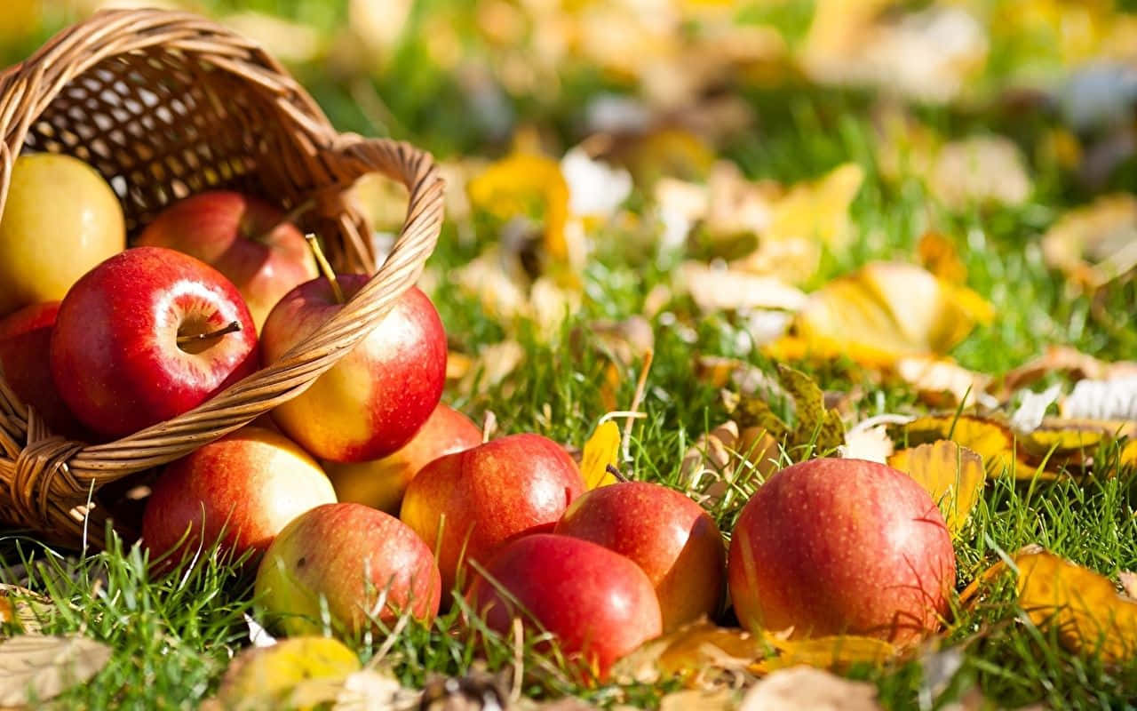 A basket of freshly picked apples during the fall season Wallpaper