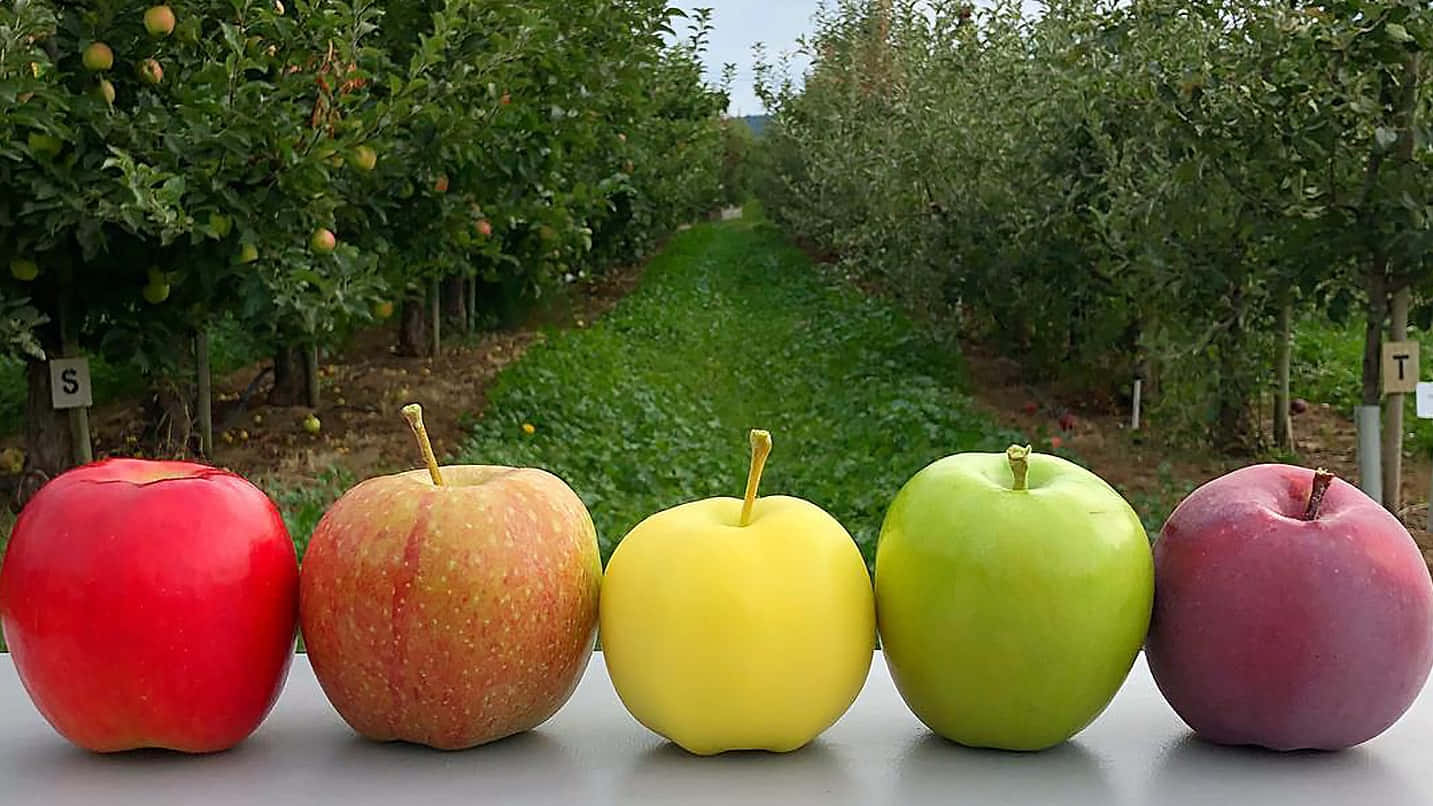 A Bounty of Fresh Fall Apples Wallpaper
