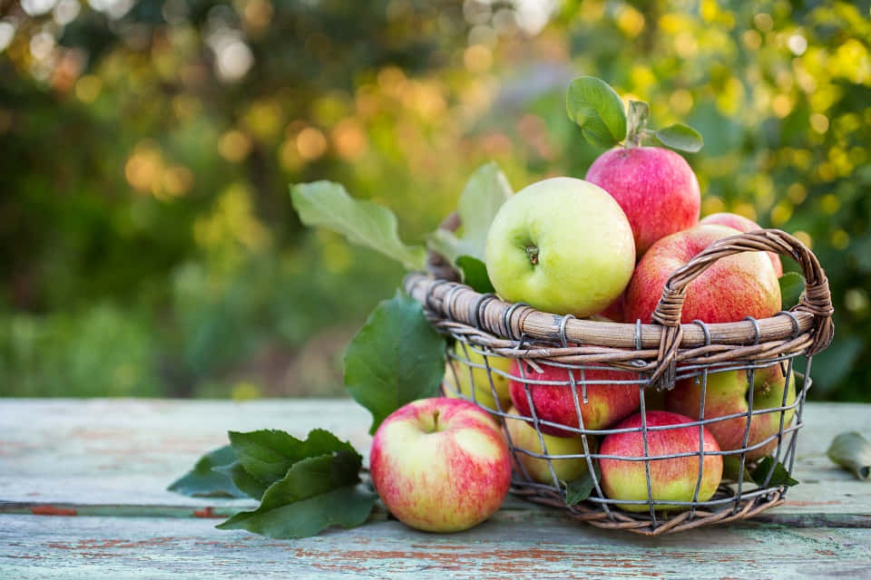 A basket full of freshly picked apples during autumn Wallpaper