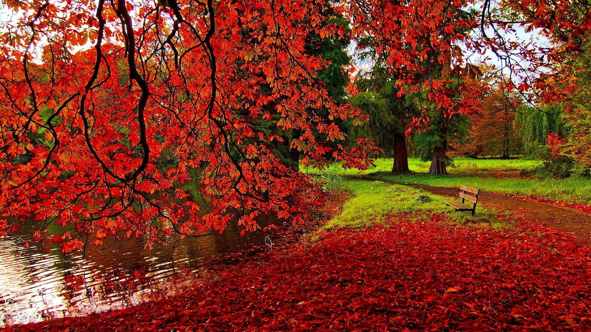 Nyd et paus i det smukke farveskær af efteråret med denne efterårs tapet. Wallpaper