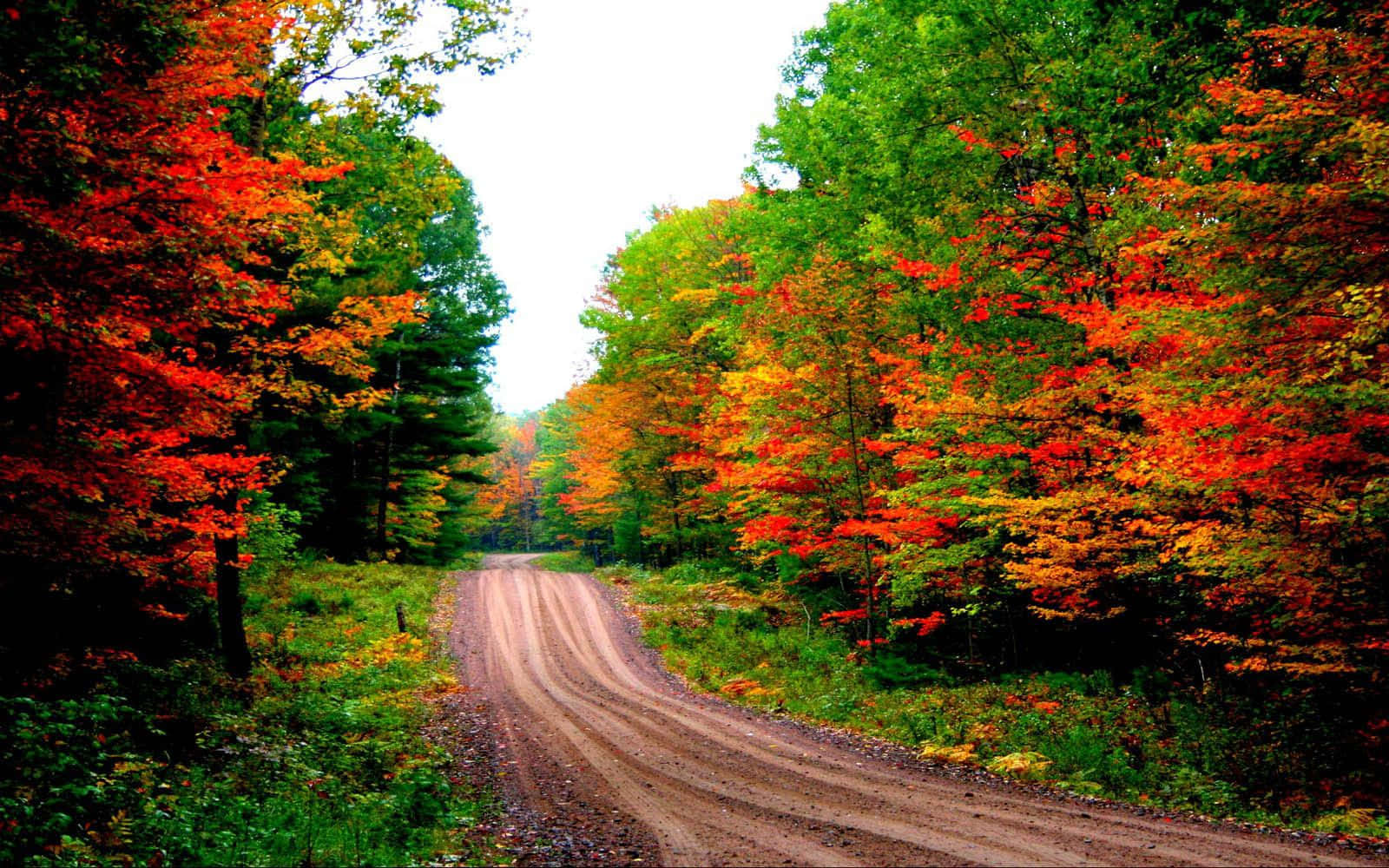 Dirt Road In Forest Fall Autumn Desktop Wallpaper