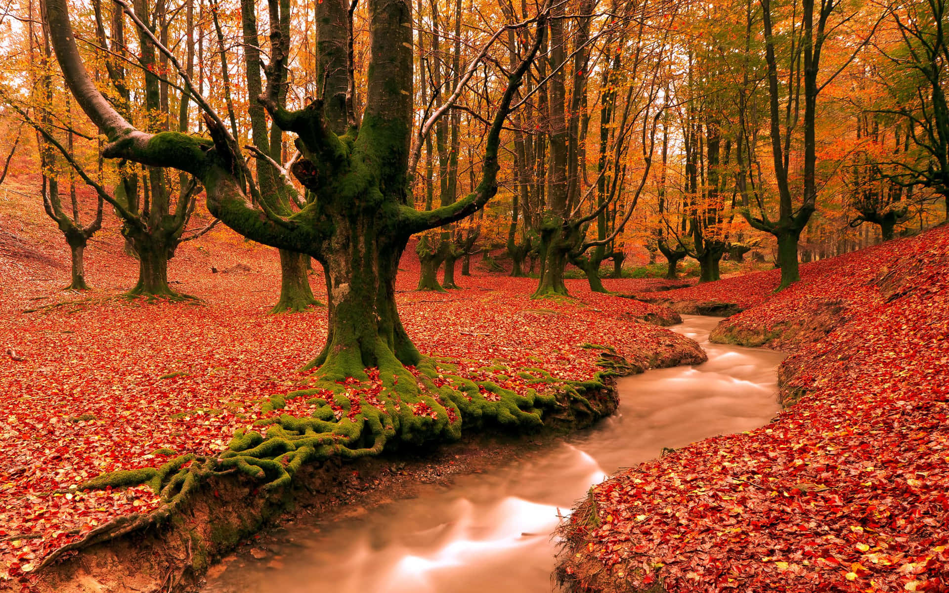 Enchanting Fall Autumn Desktop Wallpaper