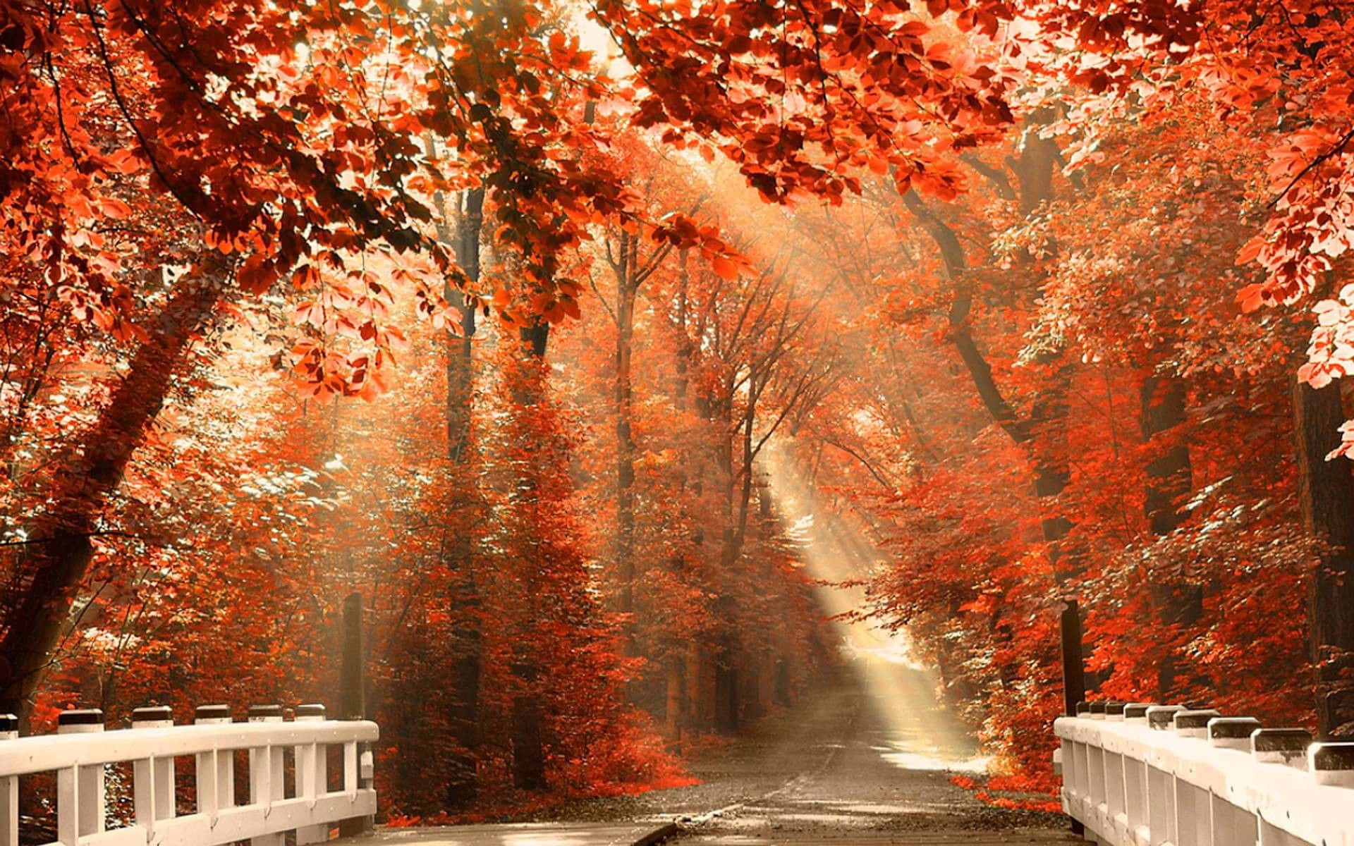 En bro i skoven med røde blade Wallpaper