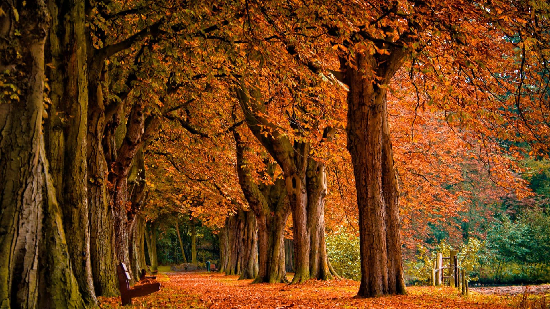 Enjoy the colors of Fall in this beautiful autumn scene Wallpaper