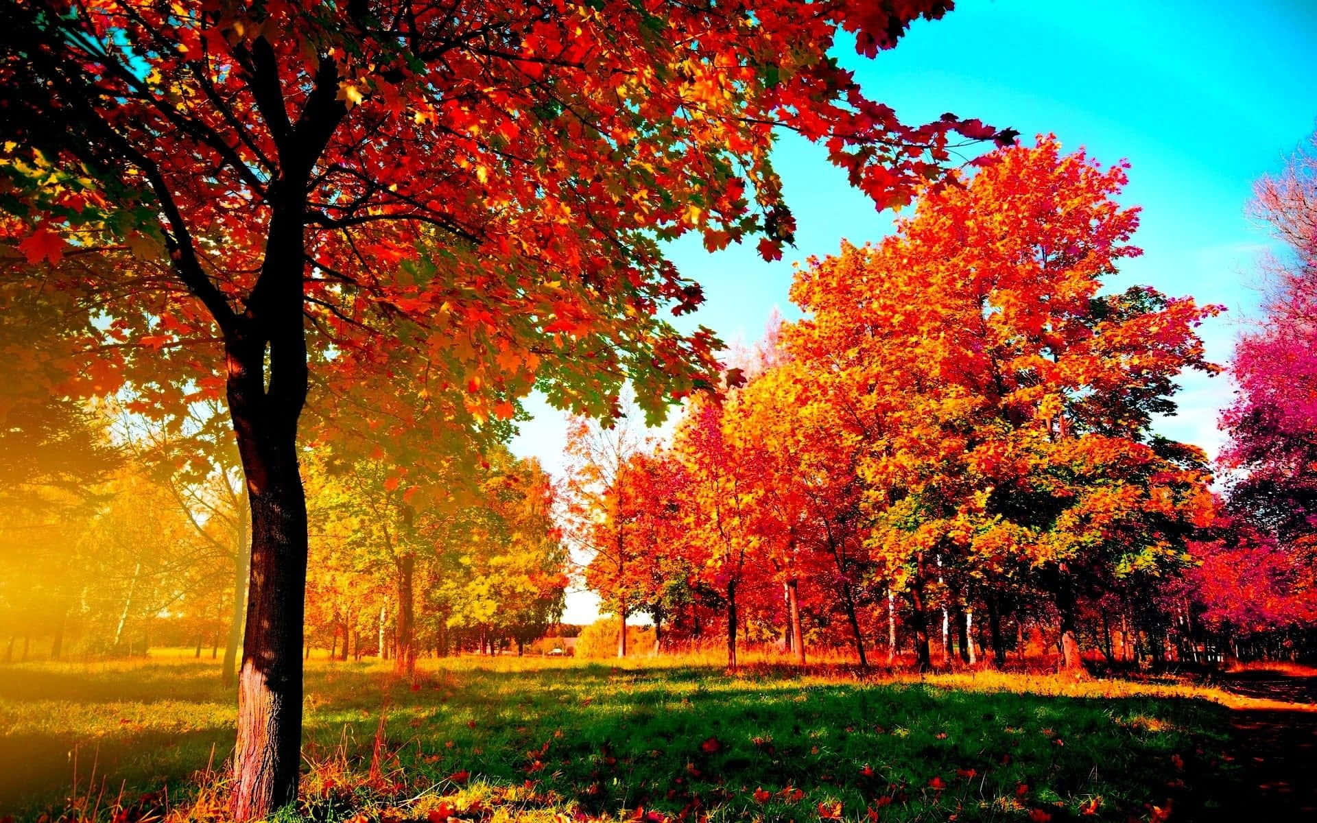 Nyd farverne af efteråret med det livlige efterår skrivebords tapet. Wallpaper