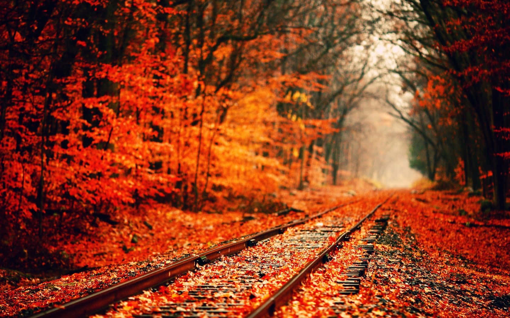 Railroad With Red Leaves Fall Autumn Desktop Wallpaper
