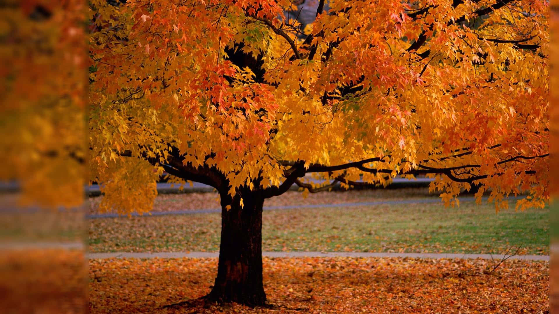 Nyd en lykkelig efterårsaften, mens solen går ned bag et farverigt efterårsskær. Wallpaper