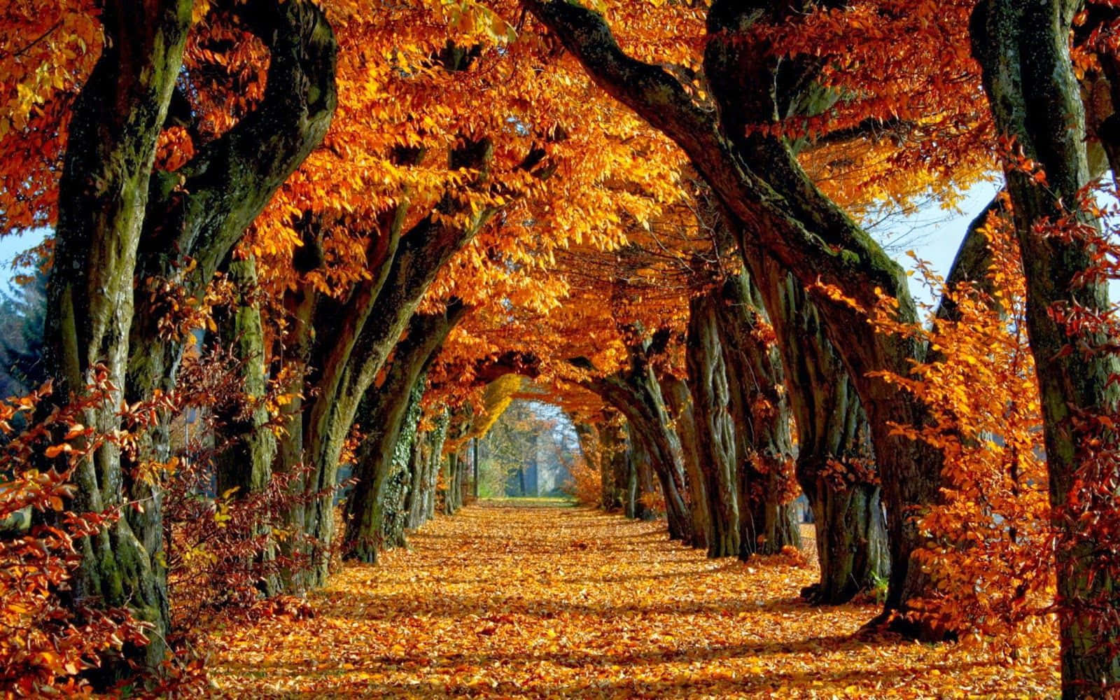 Wegmit Herabgefallenen Blättern Herbst Herbst Desktop Wallpaper