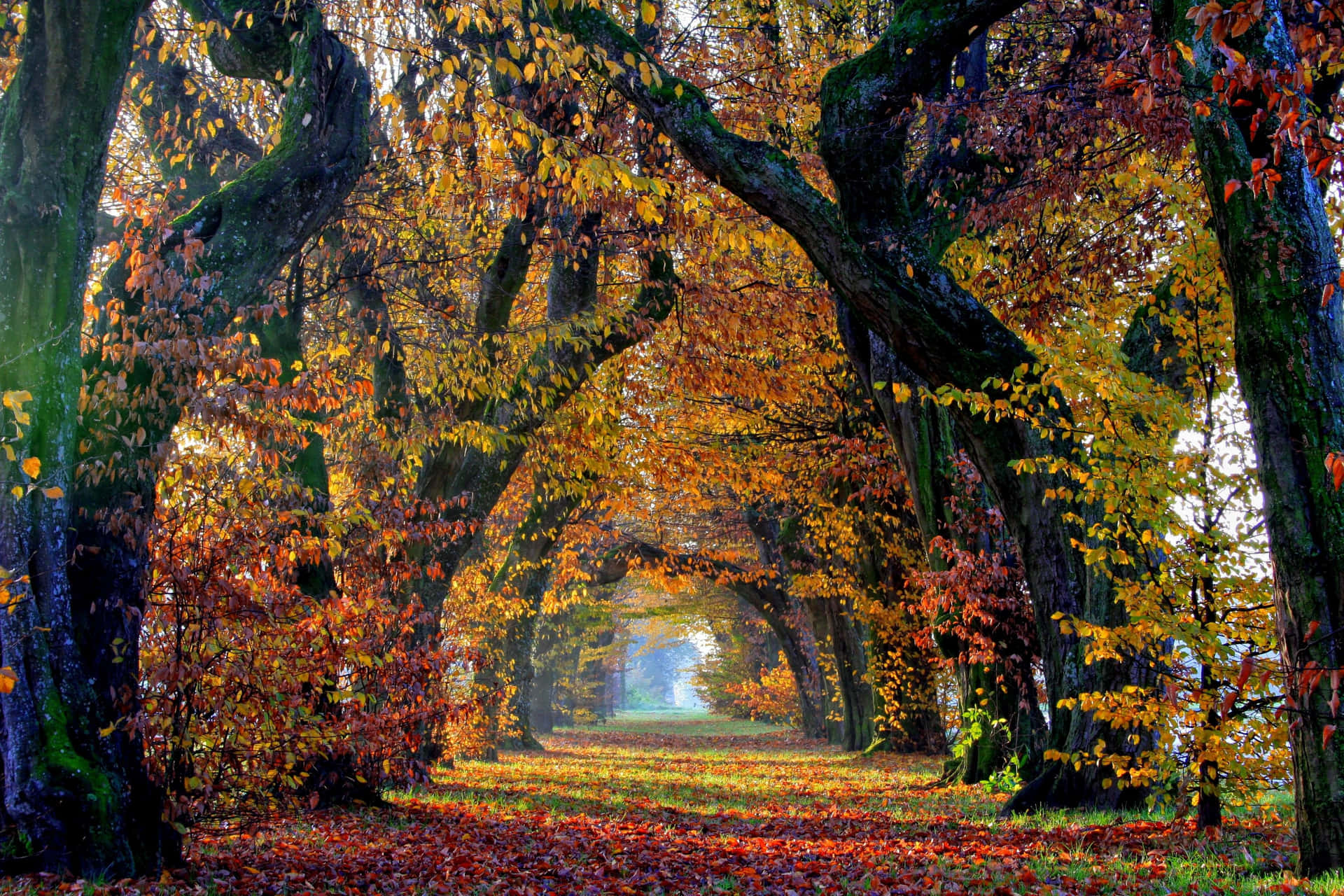 Herbstlicherdesktop-weg Von Bäumen Geschützt Wallpaper