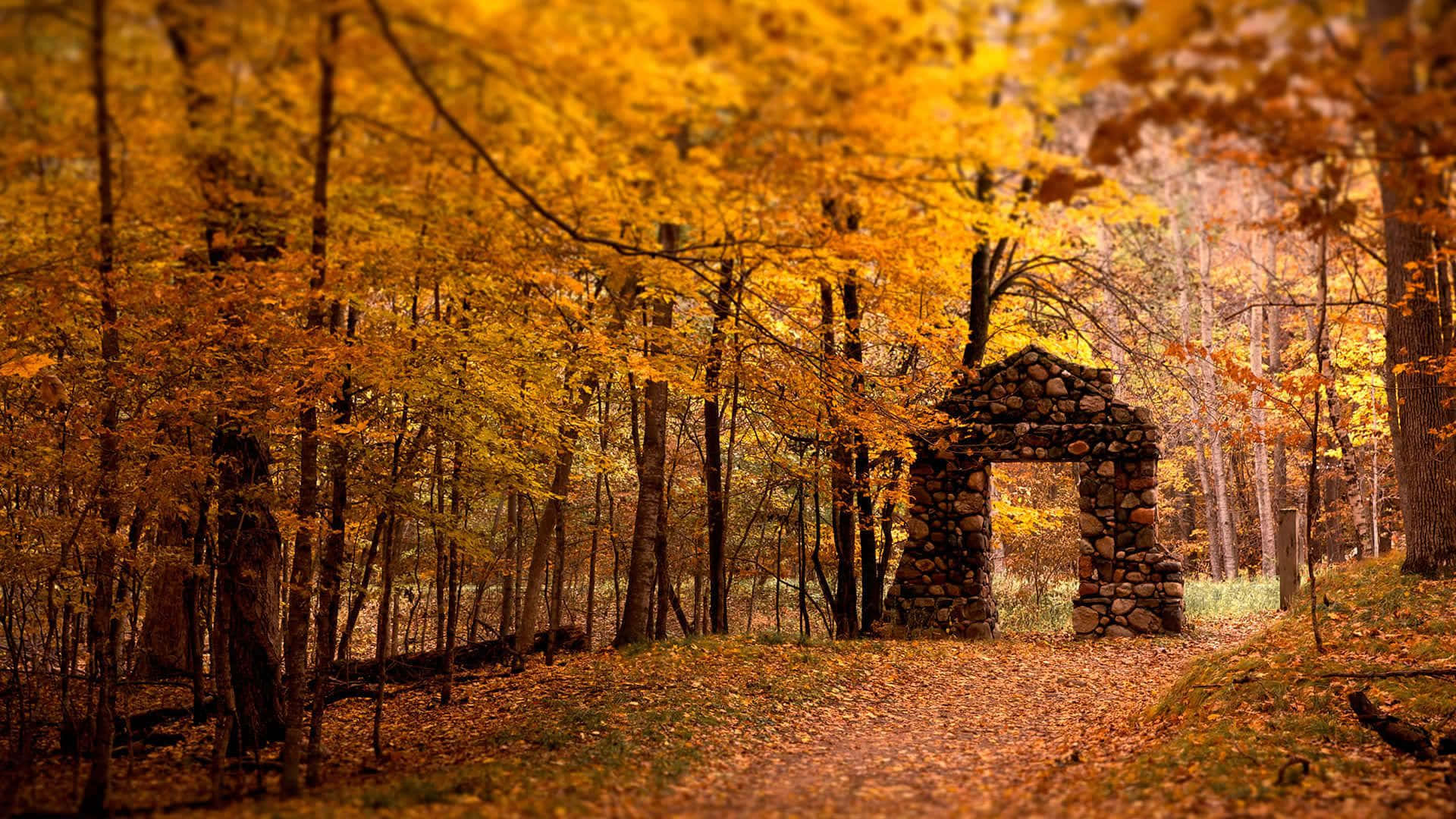 Feiernsie Die Wechselnde Jahreszeit Mit Diesem Lebendigen Herbst-desktop-hintergrund Wallpaper