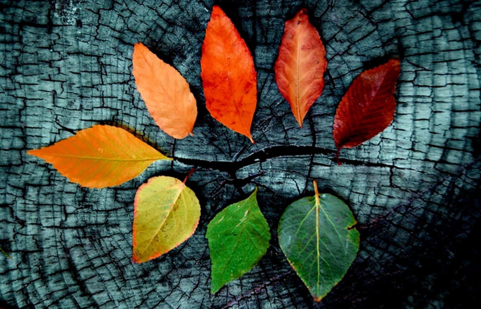 Blätterwerden Zu Einem Herbst-desktop Wallpaper