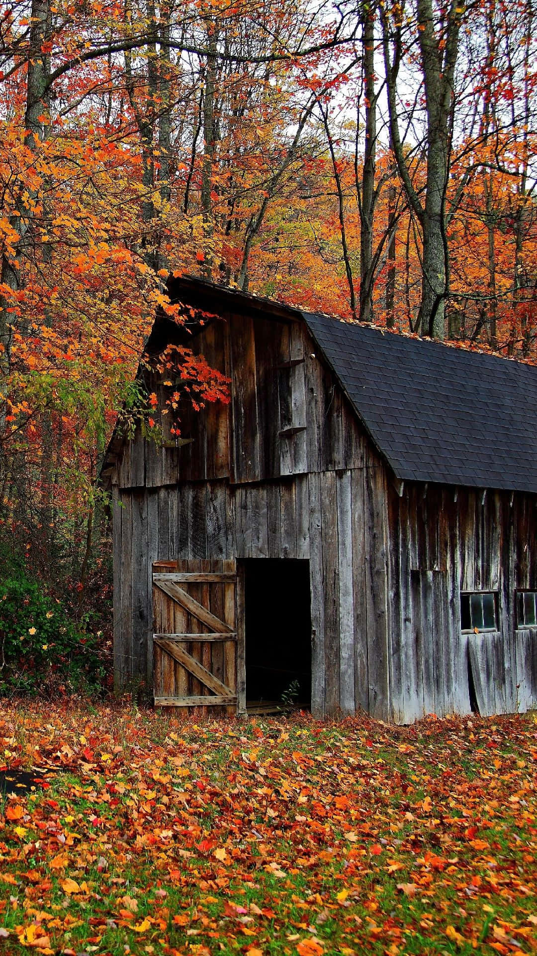 Scenic View of a Rustic Barn amidst Fall Foliage Wallpaper