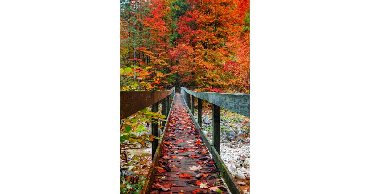 Picturesque Fall Bridge Scene Wallpaper