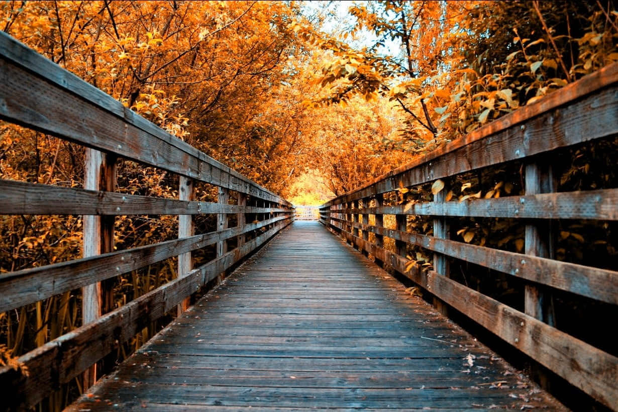Captivating Autumn Bridge Wallpaper