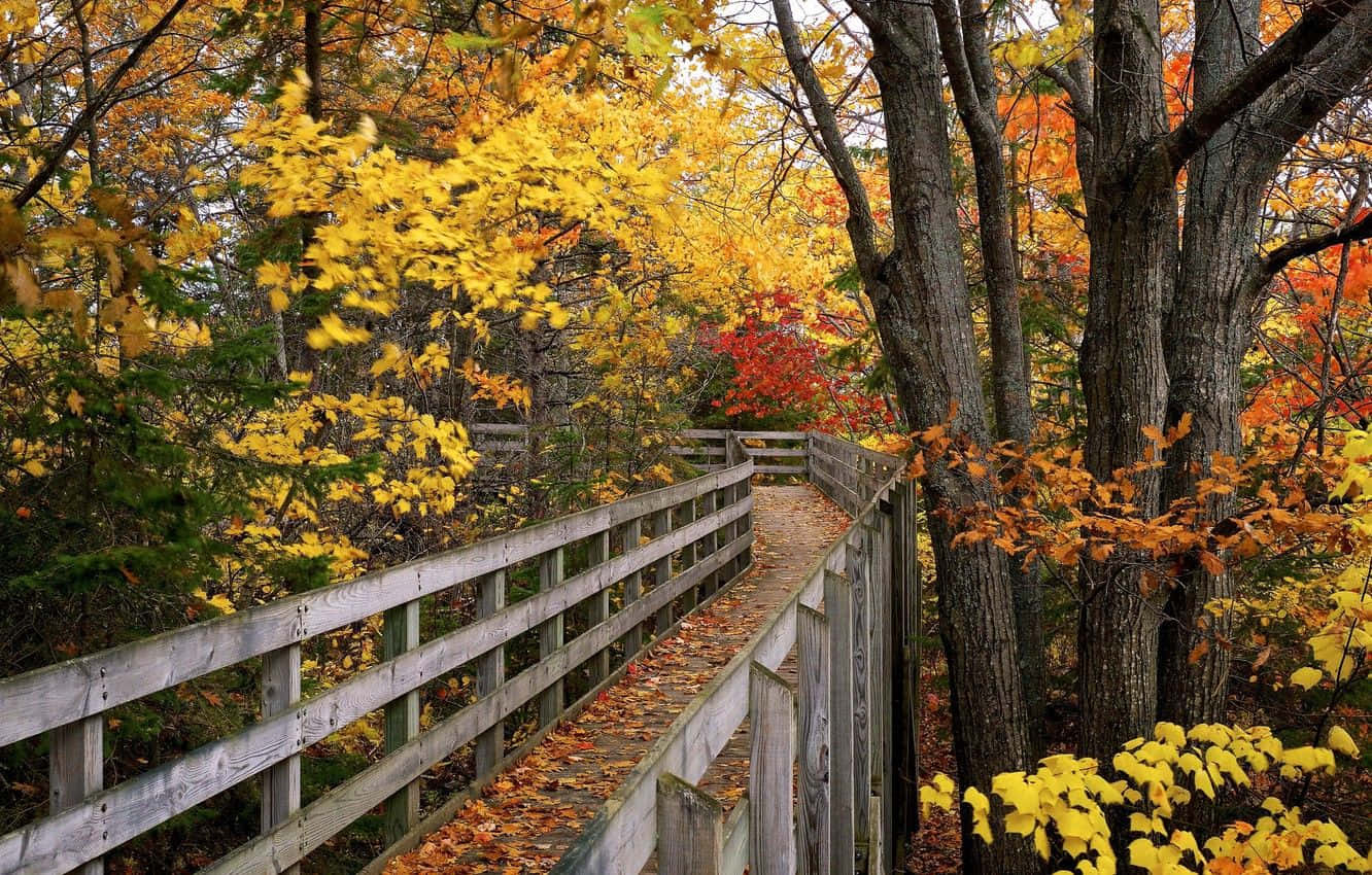Serene Fall Bridge in Forest Wallpaper