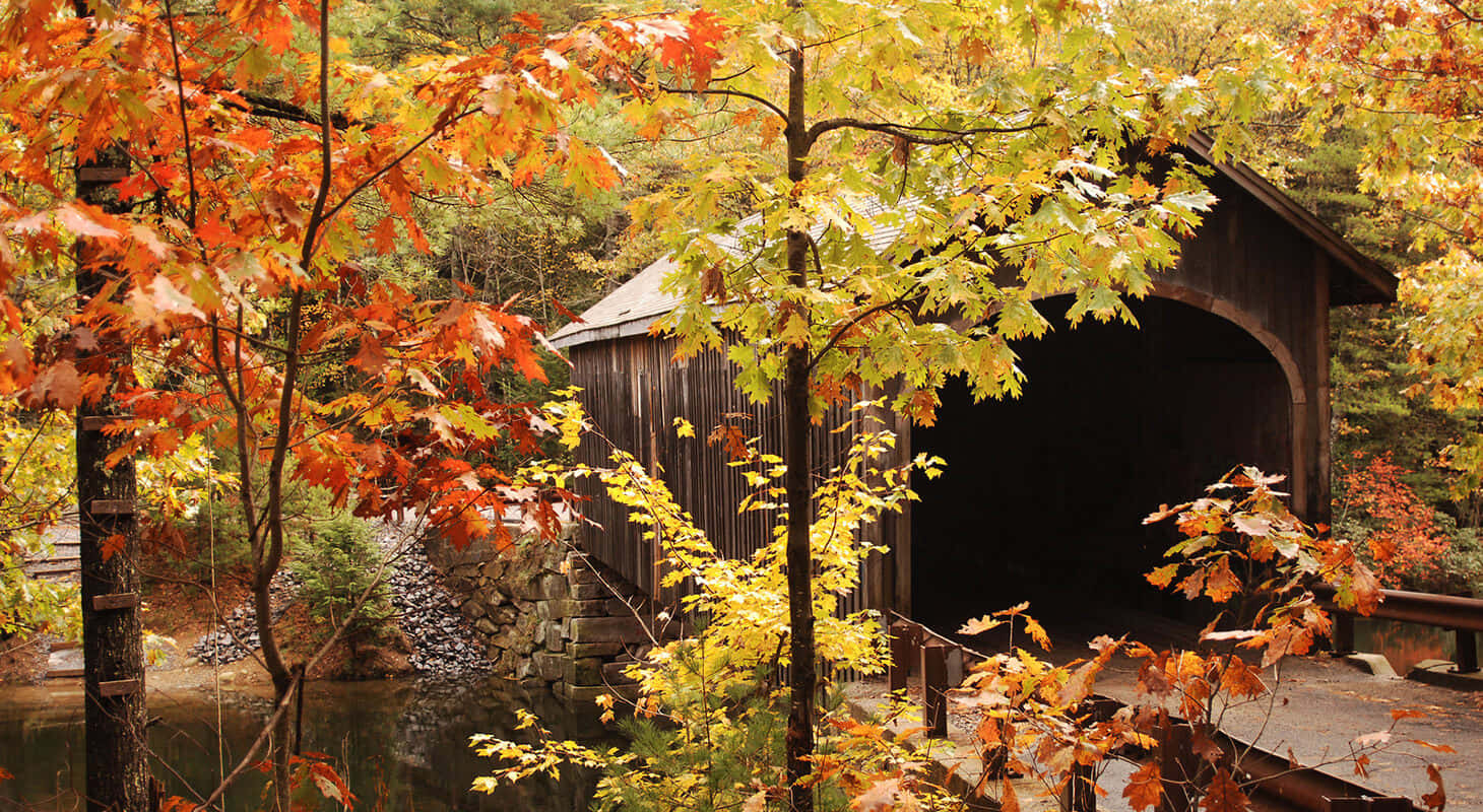 Fall Bridge in a serene autumn forest Wallpaper