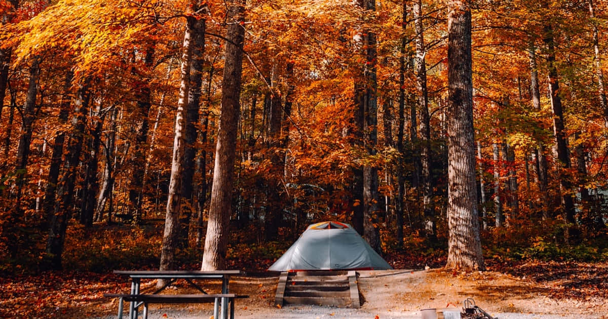 Fall Camping in the Colorful Forest Wallpaper