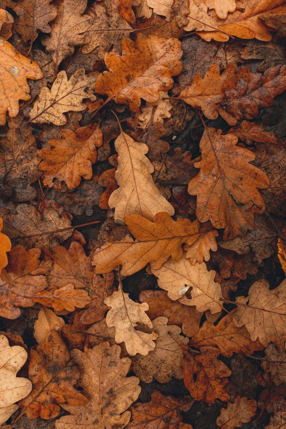 Herbstfarben1000 X 1500 Hintergrundbild