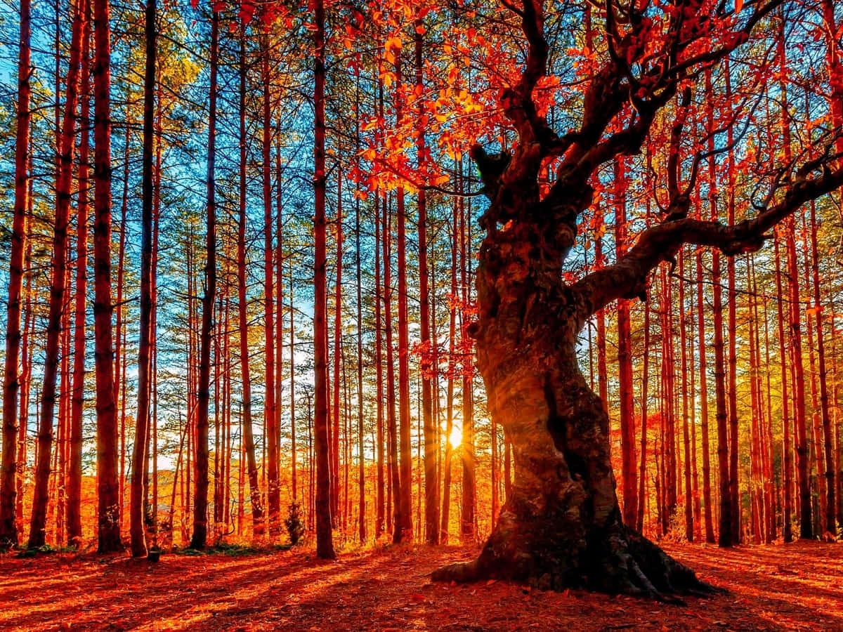 Enchanting Fall Colors Scenery
