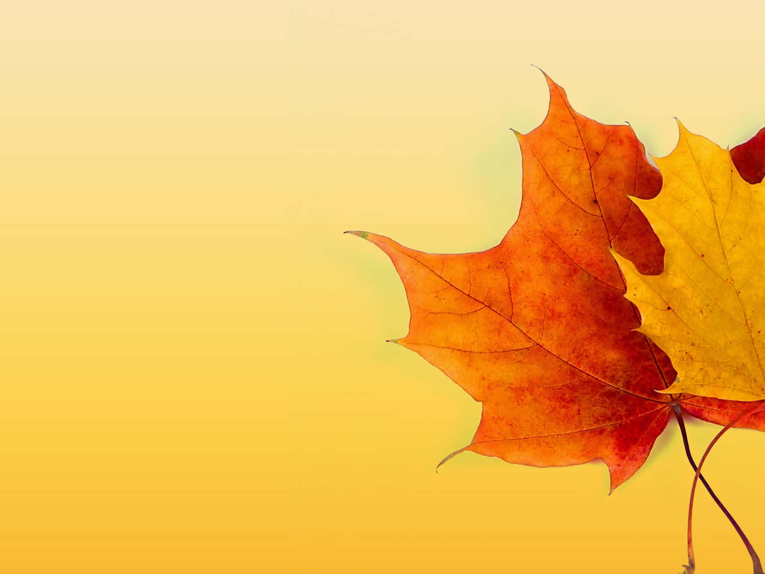 Fall Colors 1500 X 1125 Background