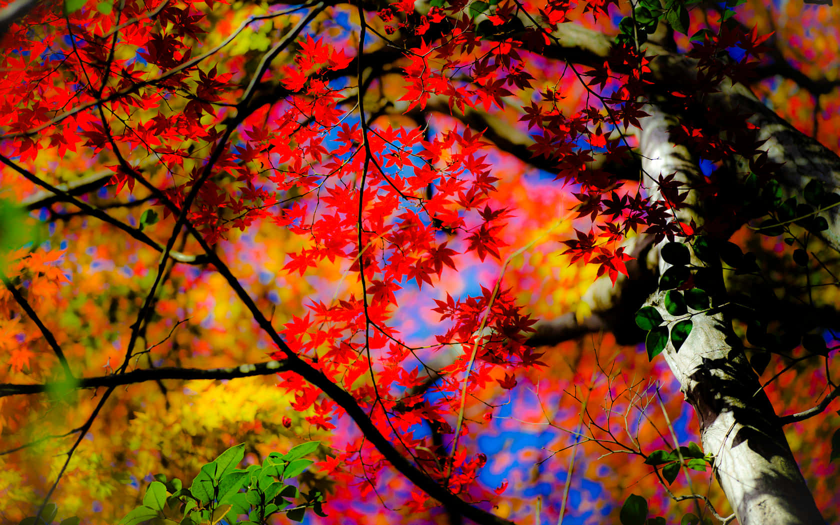 Herbstfarben1680 X 1050 Hintergrund